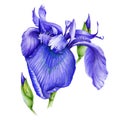 Violet iris flower watercolor illustration. Wild purple bearded single iris in a full bloom with a bud hand drawn image. Fresh gar