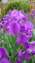 Violet Iris flowers in full bloom