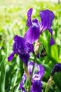 Violet iris flowers Royalty Free Stock Photo