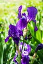 Violet iris flowers Royalty Free Stock Photo