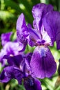 Violet iris flowers Royalty Free Stock Photo