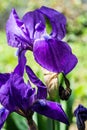 Violet iris flowers Royalty Free Stock Photo