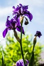 Violet iris flowers Royalty Free Stock Photo