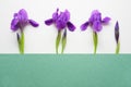 Violet iris flowers on a light background with green strip for copy space.