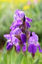 Violet Iris Flowers