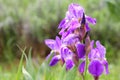 Violet Iris Flowers