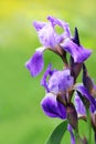 Violet Iris Flowers