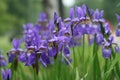Violet iris flowers in park Royalty Free Stock Photo