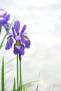 Violet iris flowers in park Royalty Free Stock Photo