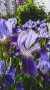 Violet iris flowers in spring garden close up vertical photo Royalty Free Stock Photo