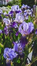 Violet iris flowers in spring garden close up vertical photo Royalty Free Stock Photo