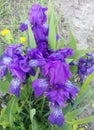 Violet iris on green grass. Green leaves of iris japonica in spring