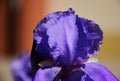 Violet iris petal macro. blurred soft background. Royalty Free Stock Photo