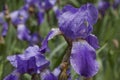 Violet Iris after rain Royalty Free Stock Photo