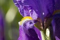 Violet Iris Royalty Free Stock Photo