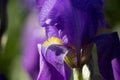 Violet Iris