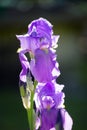 Violet Iris Royalty Free Stock Photo
