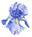 Violet iris.Watercolor flower on white background.plant in close-up.Illustration.Can be used as greeting cards Royalty Free Stock Photo