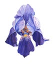 Violet iris.Watercolor flower on white background.plant in close-up.Illustration.Can be used as greeting cards Royalty Free Stock Photo