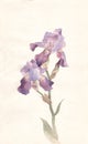 Violet iris watercolor painting Royalty Free Stock Photo