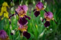 Violet Irises germanica or Bearded Iris on the background of lot ireses in green landscaped garden Royalty Free Stock Photo