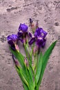 Violet irises on gray