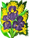 Violet irises and mimosa