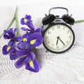 The Violet Irises xiphium Bulbous iris, sibirica with clock on white background with space for text. Top view, flat . Holiday gr