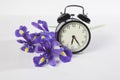 The Violet Irises xiphium Bulbous iris, sibirica with clock on white background with space for text. Top view, flat . Holiday gr