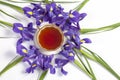 The Violet Irises xiphium Bulbous iris, sibirica with cup of tea on white background with space for text. Top view, flat . Holid