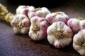 Violet italian garlic braid Royalty Free Stock Photo