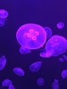 Violet jellyfish