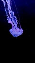 Violet jellyfish