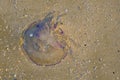 Violet jellyfish closeup on the beach in sunlight. Top view.Seaworld. Marine animals. Royalty Free Stock Photo
