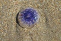 Violet jellyfish