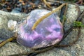 Violet Jellyfish on the stones by the sea at Dawros - Ireland