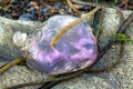 Violet Jellyfish on the stones by the sea at Dawros - Ireland