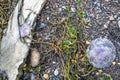 Violet Jellyfish on the stones by the sea at Dawros - Ireland