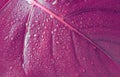 Violet laef with drops. Nature background. Saturation color Royalty Free Stock Photo