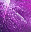 Violet laef with drops. Nature background. Saturation color Royalty Free Stock Photo
