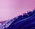 Violet laef with drops in pink water Royalty Free Stock Photo
