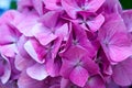 Large-leaved purple hydrangea in the garden