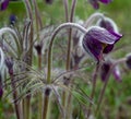 Violet late blooming field flowers. Fantasy fluffy flowers.