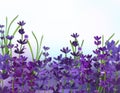 Violet lavender background. 3D realistic aromatic lavender. Flower lavender close up. Fragrant lavender. Vector