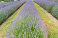 Violet lavender field full bloom condition Royalty Free Stock Photo