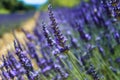 Violet lavender field at soft light effect for your floral background on horizontal web header or banner. Royalty Free Stock Photo