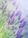 Fresh lavanda flowers at pastel colors Royalty Free Stock Photo