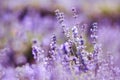 Violet lavender field at soft light effect Royalty Free Stock Photo