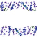 Violet lavender. Floral botanical flower. Frame border ornament square.
