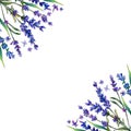 Violet lavender. Floral botanical flower. Frame border ornament square. Royalty Free Stock Photo